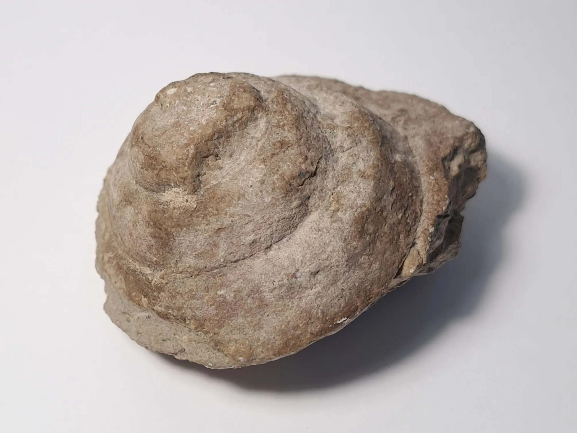 Fossil, large, conch