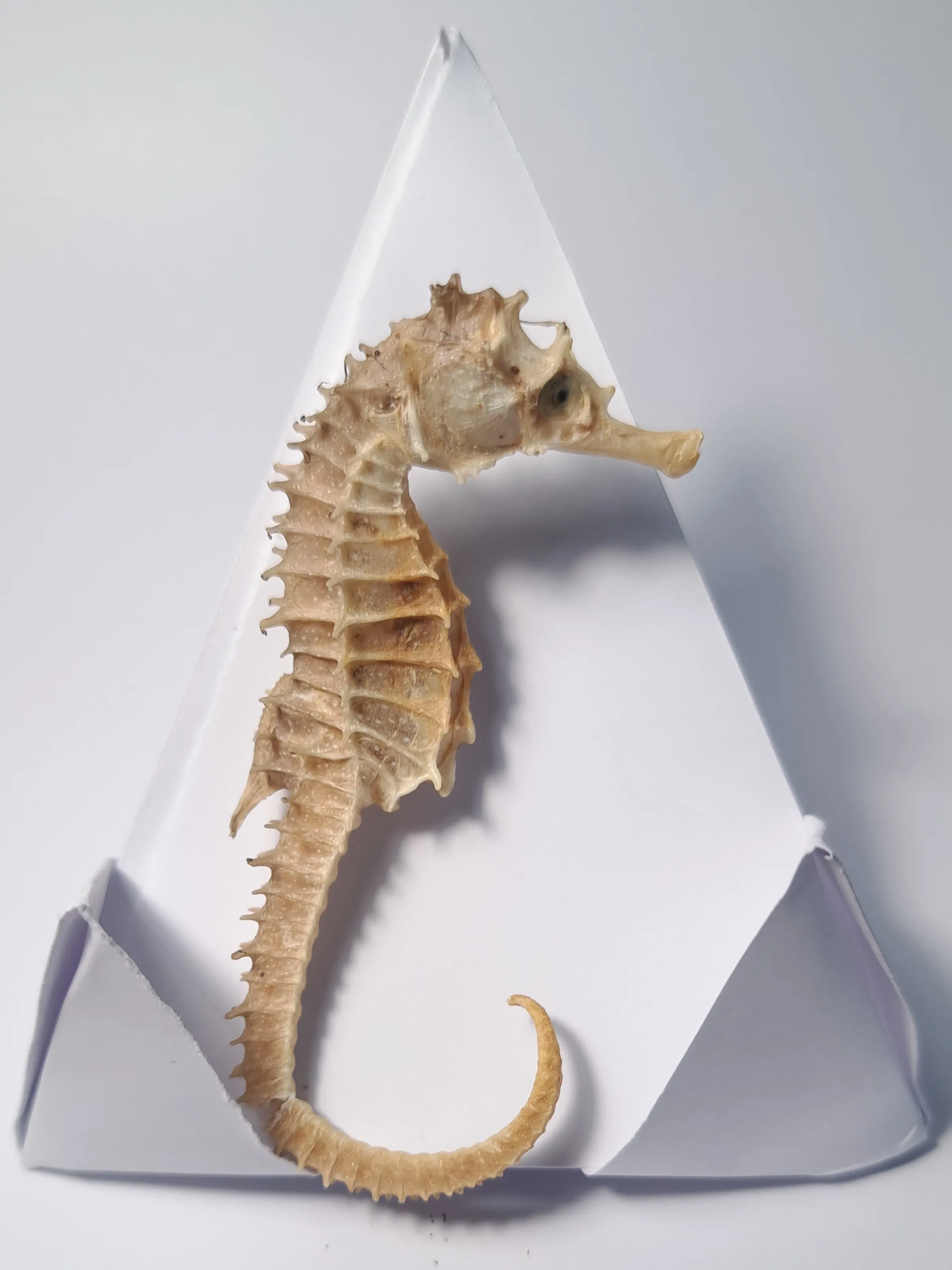 Seahorse, crooked