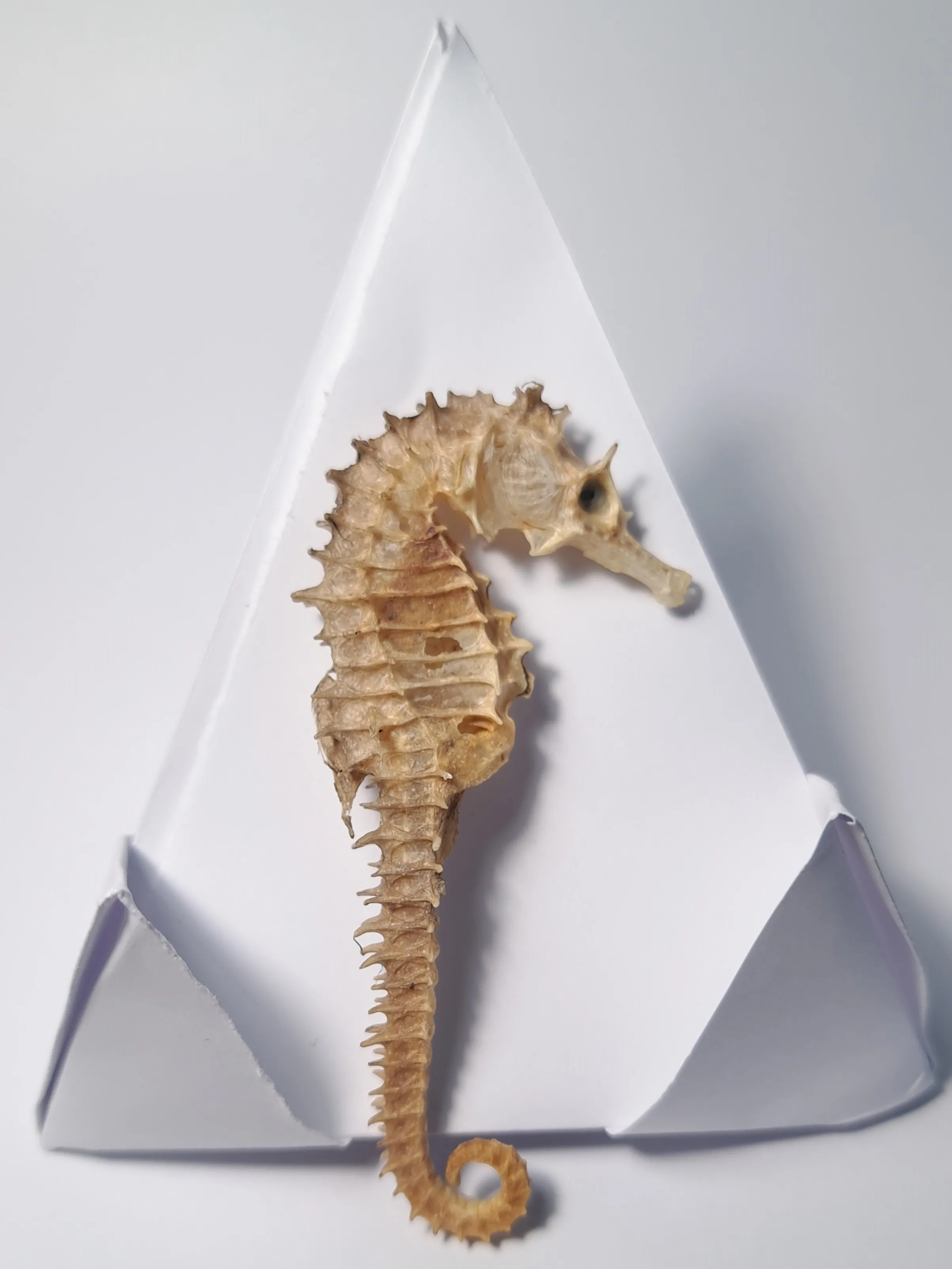 Seahorse, curly tail